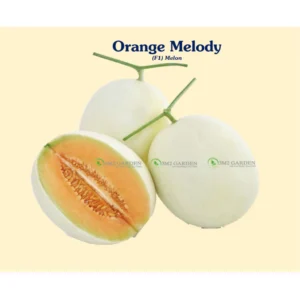 [HG Đài Loan] Dưa lê Orange Melody Gói 10 Hạt giống dưa lê Honey red dưa lê vỏ trắng ruột cam ngon giòn ngọt