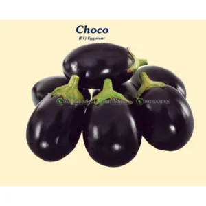 [HG Đài Loan] Cà tím nhật Choco Gói 20 hạt giống cà tím tròn sai quả dễ trồng thu lâu bền cây