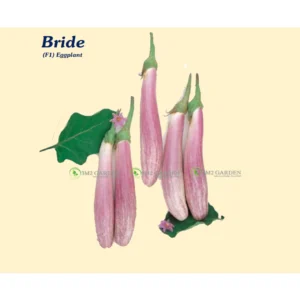 [HG Đài Loan] Gói zip 20 hạt Cà tím hường Bride ngon sai quả năng suất