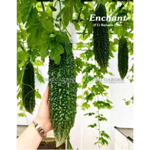 [HG Đài Loan] Khổ qua Enchant Gói 6 hạt giống mướp đắng xanh đậm loại ngon giòn mọng nước sai trái chịu nhiệt