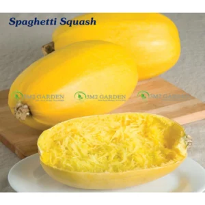 [Hạt giống Mỹ] Gói 15 Hạt giống Bí Sợi Mỳ mì Spaghetti Squash thơm ngon nhiều dinh dưỡng