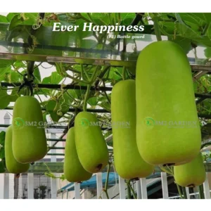 [HG Đài Loan] Bầu Yong - Ever Happiness Gói 6 Hạt giống bầu Yongle vỏ trơn loại ngon ngọt trồng quanh năm chịu nhiệt