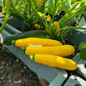 [HG Đài Loan] Bí ngòi vàng Toscano Gói 10 Hạt giống bí ngòi trồng quanh năm sai trái ngon sinh trưởng khoẻ