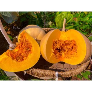 [HG Đài Loan] Bí ngô Butter Lamp Gói 6 Hạt giống bí bơ trái tròn vị thơm ngon ngọt sai quả