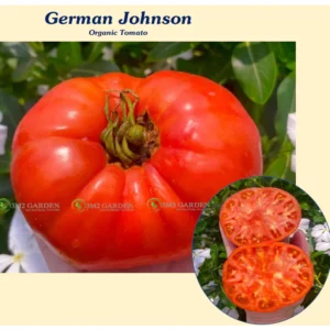 [Hạt giống Mỹ] Gói 10 Hạt giống Cà chua múi Đức German Johnson hương vị ngon đậm và năng suất