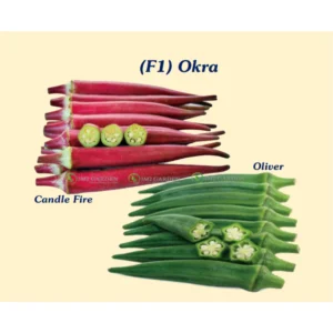 [HG Đài Loan] Gói 30 hạt đậu bắp mix 2 loại xanh Oliver và tím Candle Fire - ngon ngọt sai quả