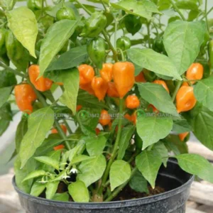 [Hạt giống Mỹ] Hạt giống ớt cay Habanero gói 10 hạt giống ớt Mỹ hương vị cay ngon đặc biệt