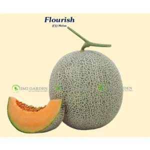 [HG Đài Loan] Dưa lưới Flourish - Honey red Gói 10 Hạt giống dưa lưới chất lượng thơm ngon dưa ngon ngọt