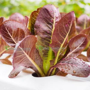 [HG Đài Loan] Xà lách Romaine Roma Red Gói 300 hạt xà lách tím giòn ngon