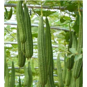 [HG Đài Loan] Gói 6 Hạt giống mướp khía Early Moon hương vị thơm ngon trái đẹp