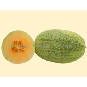 [HG Đài Loan] Gói 10 Hạt giống Dưa lưới Hami New dưa giòn New Century ngon ngọt vỏ mỏng