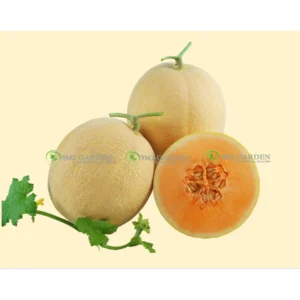 [HG Đài Loan] Dưa lưới Autumn Waltz Gói 10 Hạt giống dưa lưới ngon ngọt