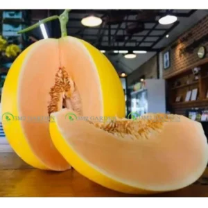 [HG Đài Loan] Dưa Lê kim hoàng hậu Luna Gói 10 Hạt giống dưa lê vàng ruột cam dưa giòn ngọt thơm ngon