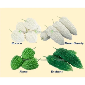 Combo Hạt giống Khổ qua 4 loại MỖI LOẠI 3 HẠT - khổ qua mướp đắng Đài Loan ít đắng to giòn ngon