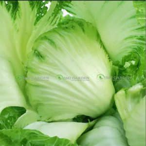 [HG Đài Loan] Cải bẹ dưa BAU-SIN gói 200 hạt giống cải muối chua loại ngon
