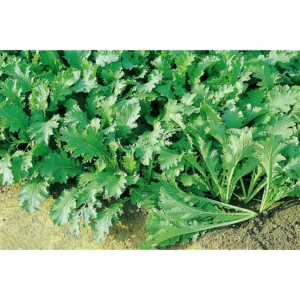 [HG Đài Loan] Cải mù tạt Sueh-Li-Hung Gói 300 hạt giống, loại ăn sống thơm nồng ngon