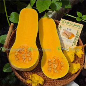 Gói 10 hạt giống Bí bơ Cello loại bí ngon nhất thơm ngon [Hạt giống Đài Loan]