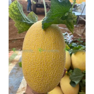 [Hạt giống] Dưa lưới Huỳnh Long Gói 5 hạt giống trái đẹp và vị ngọt giòn ngon
