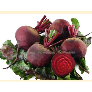 [HG Đài Loan] Củ dền đỏ BE-18 gói zip 20 hạt giống