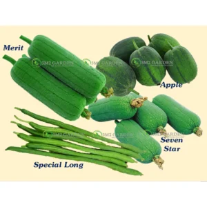 Combo 4 loại hạt giống mướp Đài Loan (MỖI LOẠI 3 HẠT) giống năng suất ngon ngọt