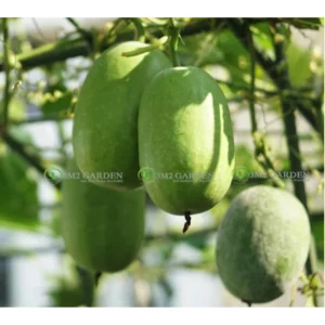 [HG Đài Loan] Bí Cheerer Gói 10 Hạt giống Bí xanh bí đao hương vị thơm ngon trái tròn đẹp nhanh thu hoạch