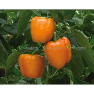 [HG Đài Loan] Ớt chuông cam Bright Star Gói 10 hạt giống ớt chuông loại vị ngon cùi dày đậm vị