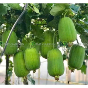 [HG Đài Loan] Mướp ngọt Seven Star Gói 6 Hạt giống mướp ngọt Đài Loan sai quả chịu nhiệt