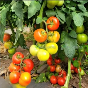 [Hạt giống Israel] Cà chua Beef Top 2522 Gói 5 hạt giống chuẩn giống chịu nhiệt thơm ngon trái tròn chắc to giống vô hạn