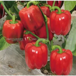 [Hạt giống] Gói 10 Hạt giống ớt chuông đỏ Carmine Star vị ngon cùi dày đậm vị