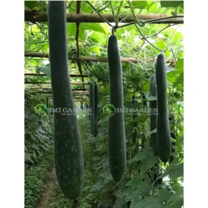 [Hạt giống Thái Lan] Gói zip 5 Hạt giống Bí xanh Linda cao sản trái dài ăn ngon