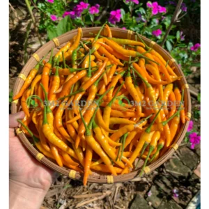[HG Đài Loan] Ớt cay Canary Gói 20 hạt giống ớt cay vàng loại cay ngon sai quả năng suất chịu nhiệt