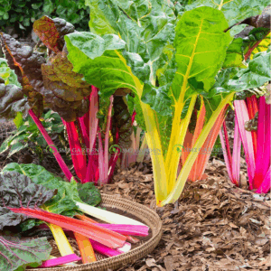 [Hạt giống Mỹ] Gói 50 Hạt giống cải cầu vồng Bright Lights màu sắc