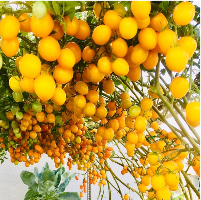 [Hạt giống Nhật] Cà chua Canary gói 5 hạt giống chịu nhiệt trồng quanh năm, trái ngon rất sai trái